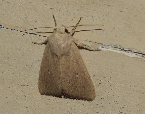 Mythimna sicula (Noctuidae)?